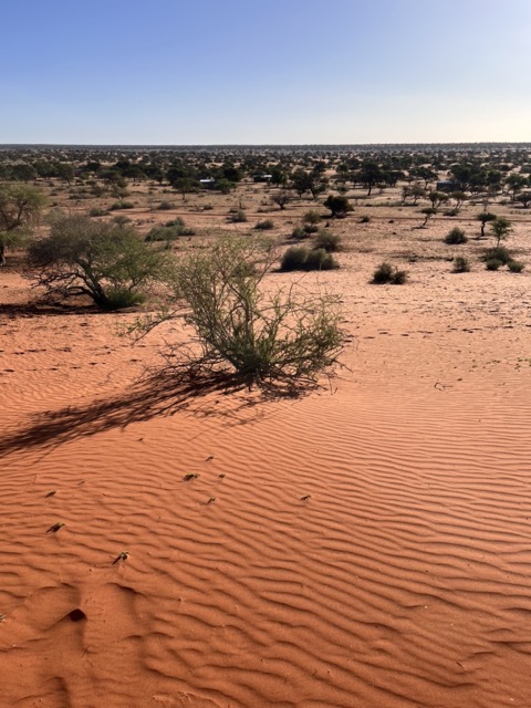 Kalahari Namibia