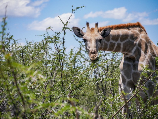 Etosha Namibia