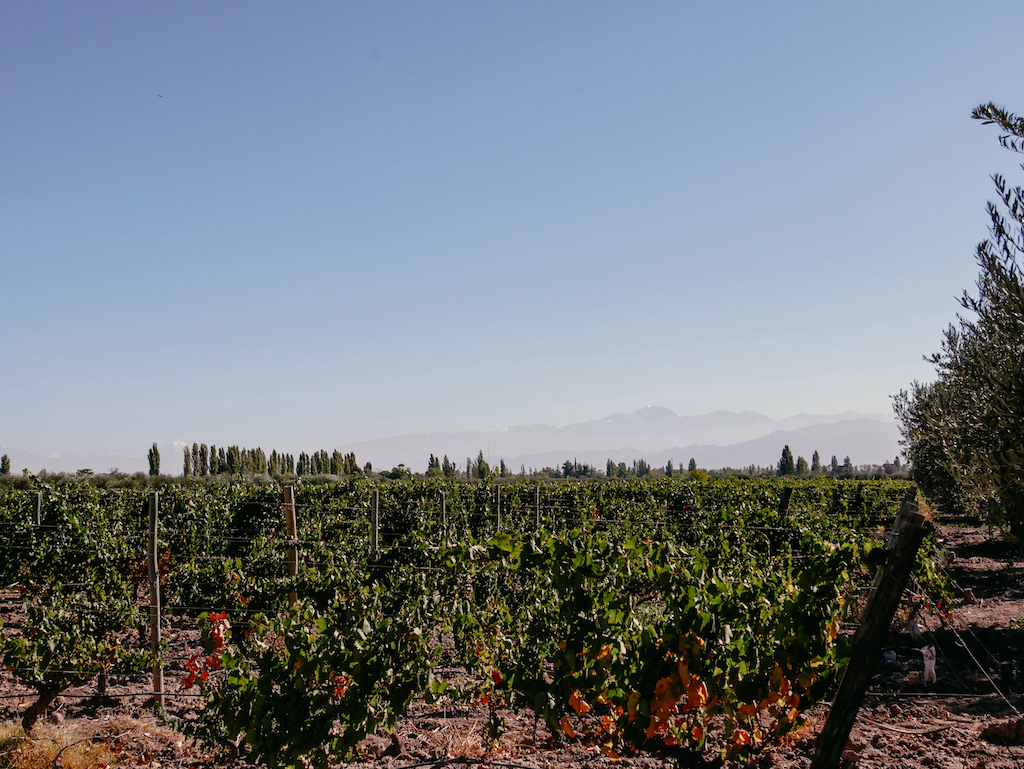 Weinfeld mit Bergpanorama in Mendoza, Argentinien