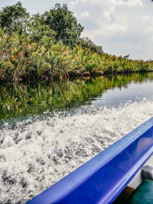 Flussfahrt umgeben vom Dschungel