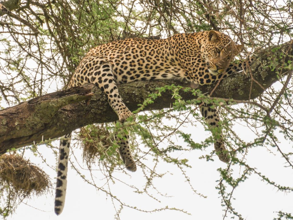Gepard Safari Tansania