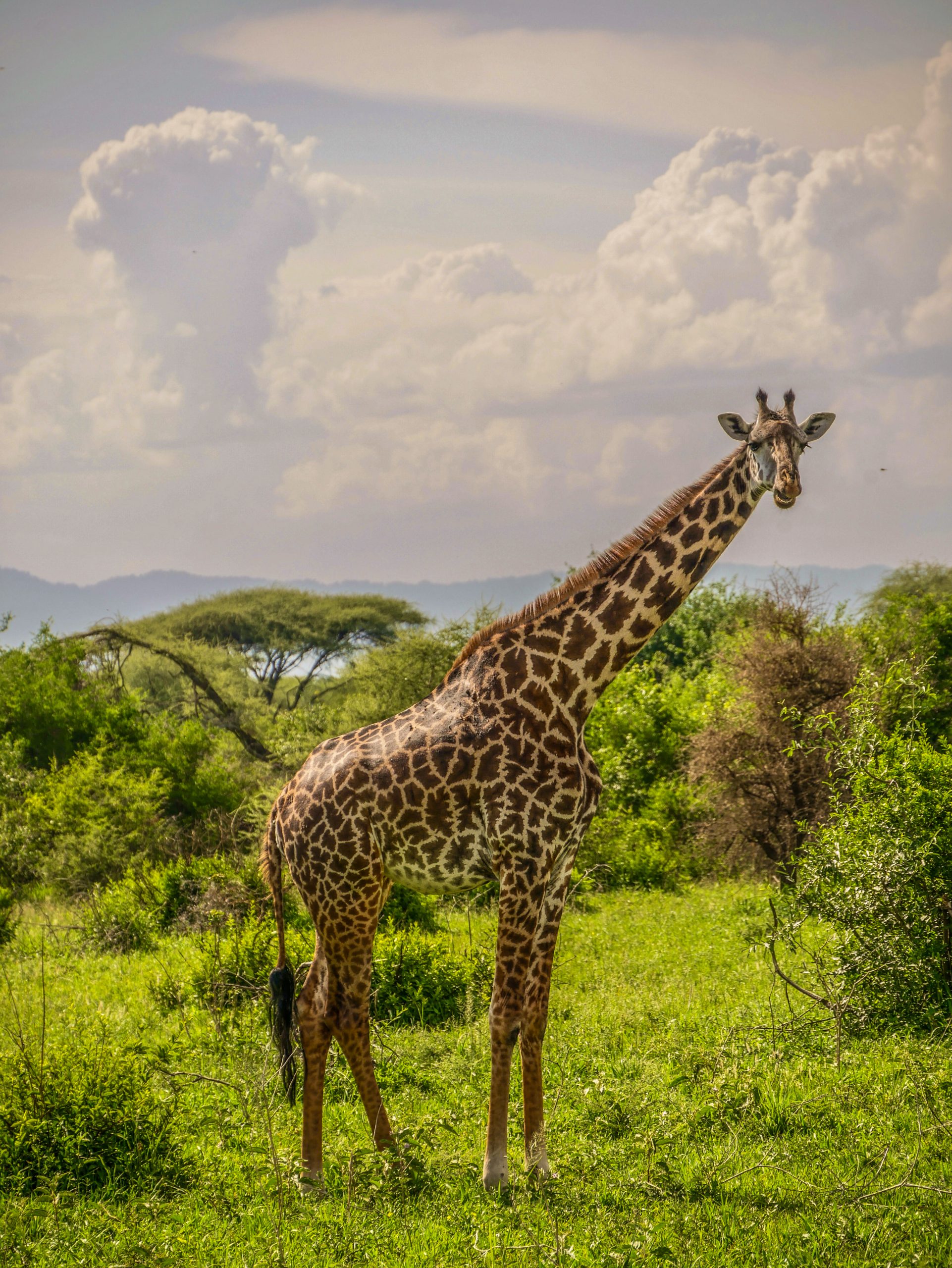 Giraffe Safari Tansania