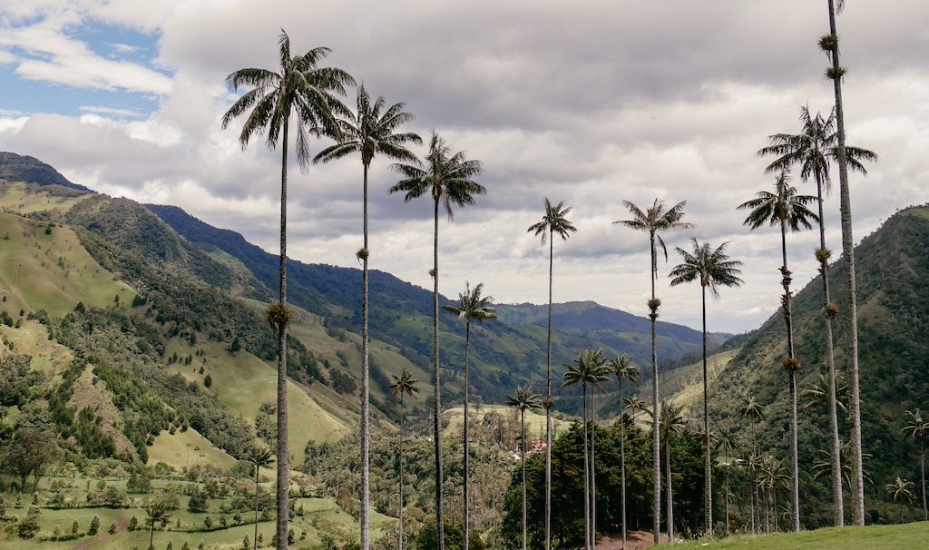 Hohe Wachspalmen im Tal