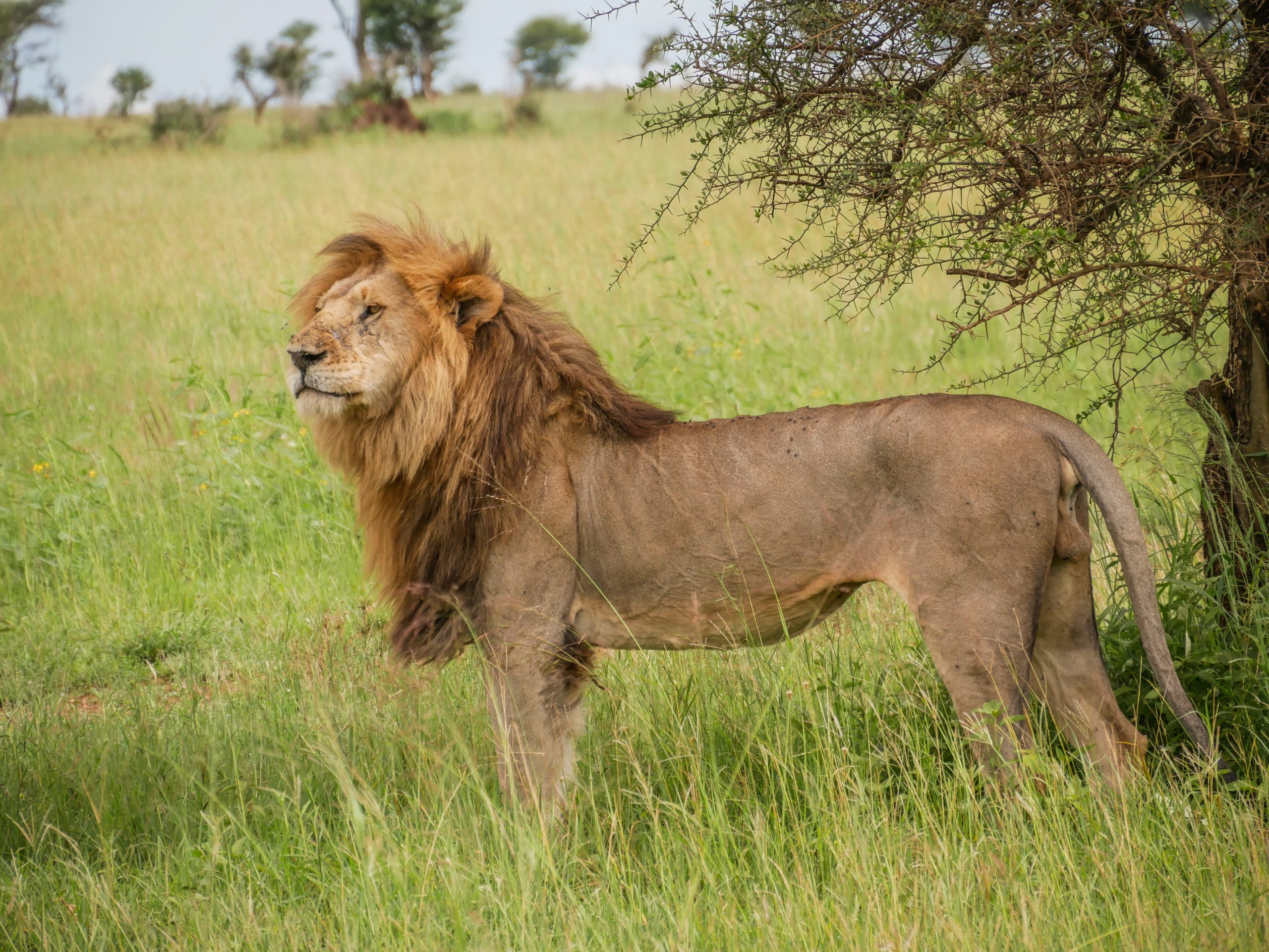 Löwe Safari Tansania