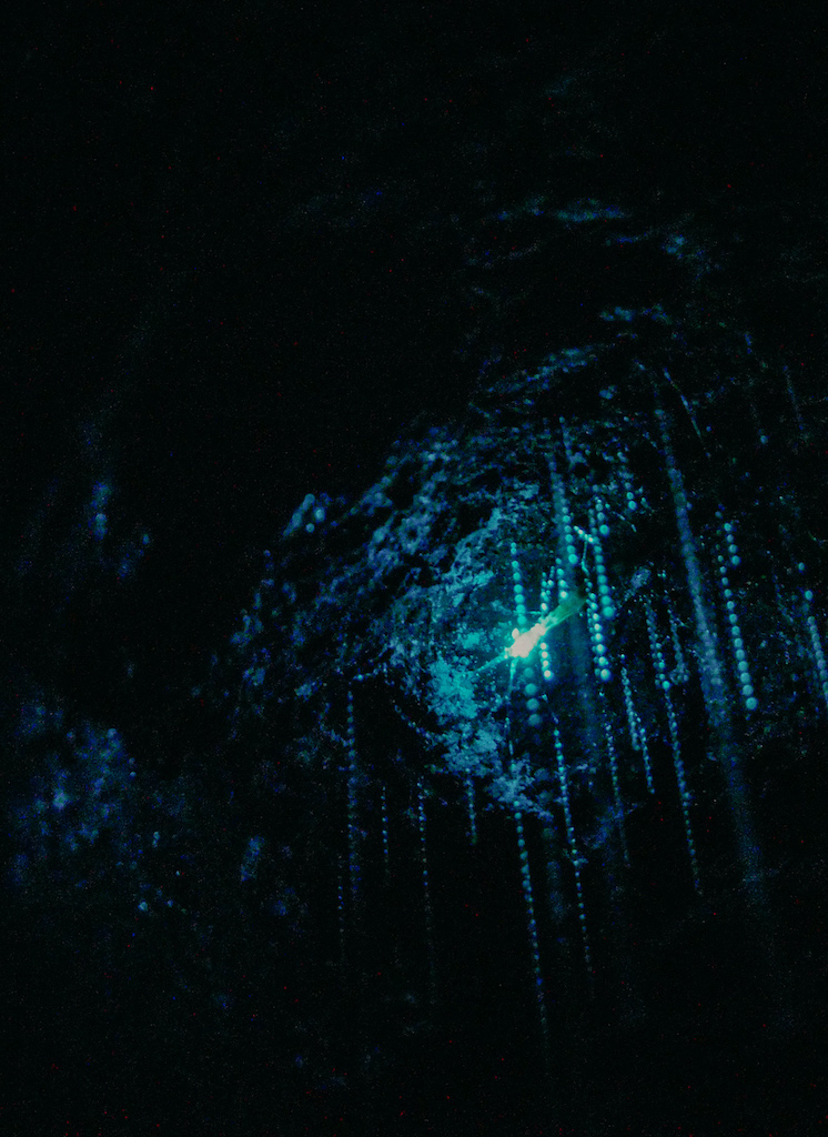 Blaue Leuchtfäden in einer dunklen Höhle, Glühwürmchen