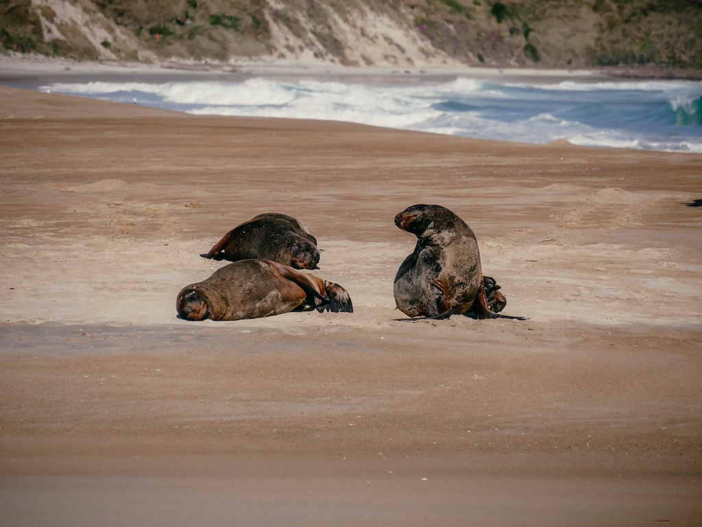 Drei Seelöwen liegen am Strand, einer hebt den Kopf