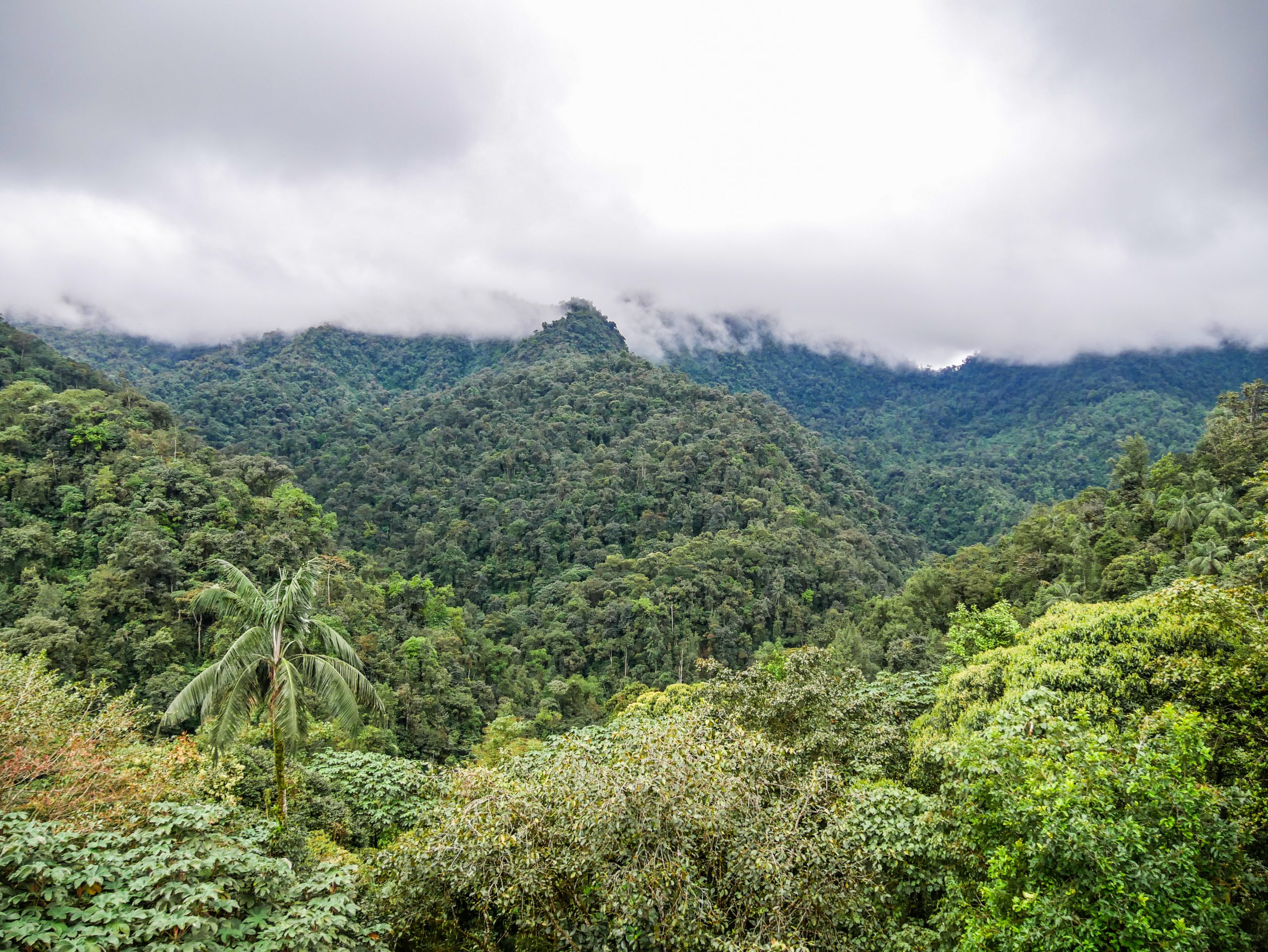 Regenwald Mindo