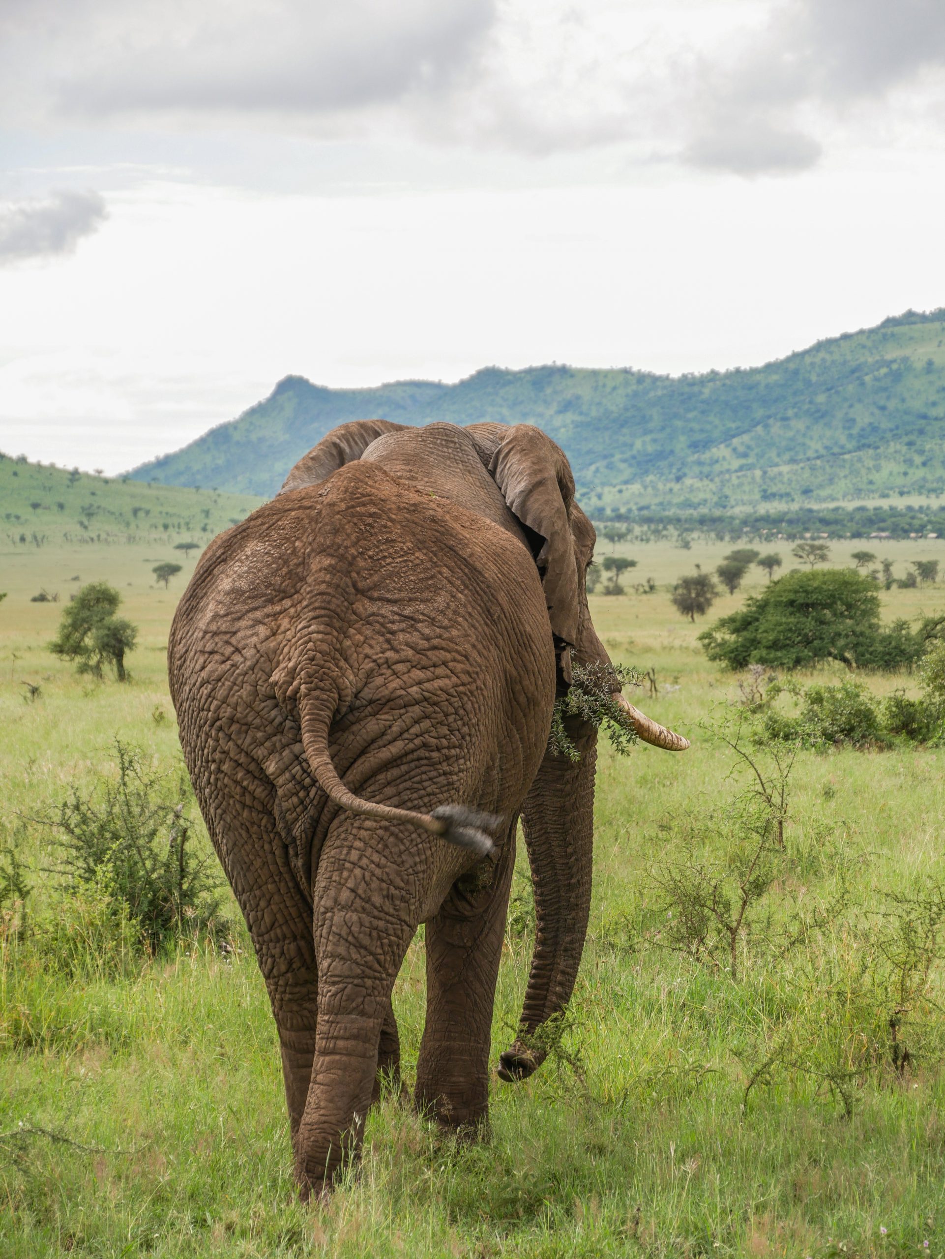 Safari Tansania