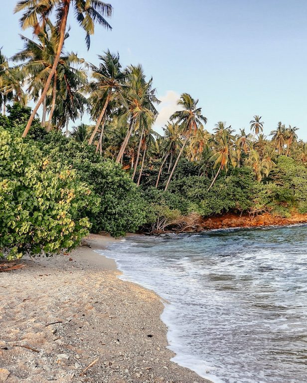 Strand mit Palmen