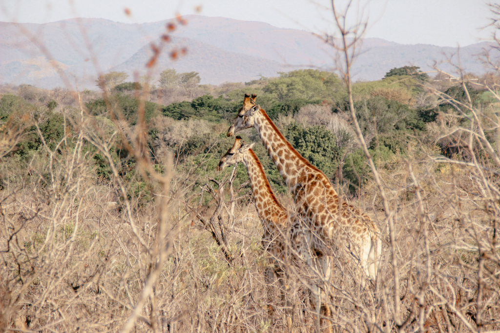 Zwei Giraffe im Dickicht