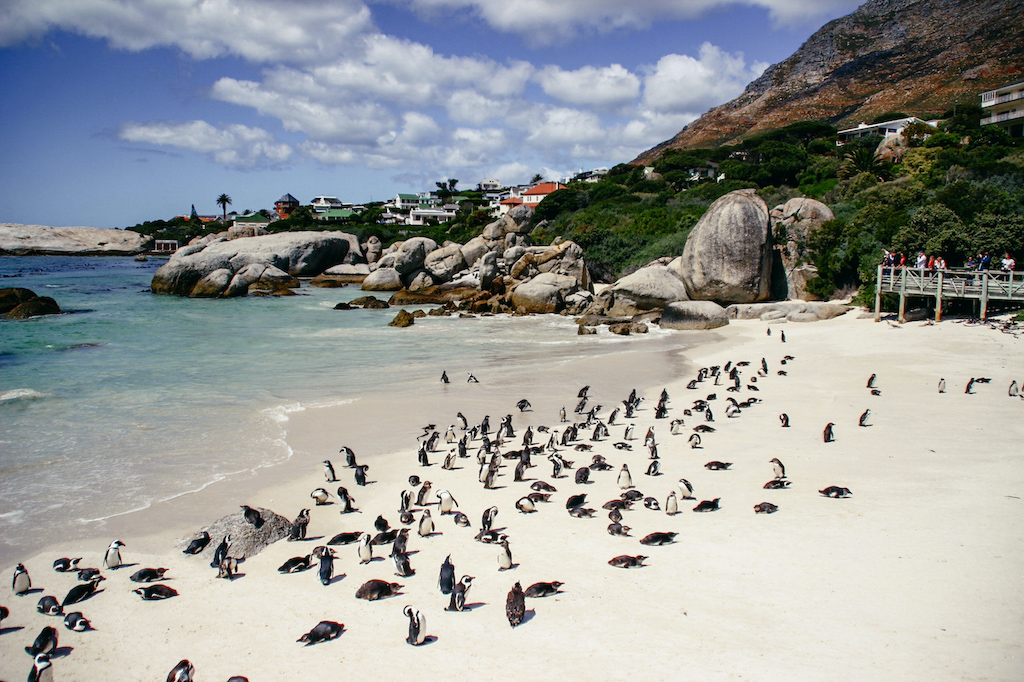 Südafrika, große Gruppe Pinguine am Bolders Beach