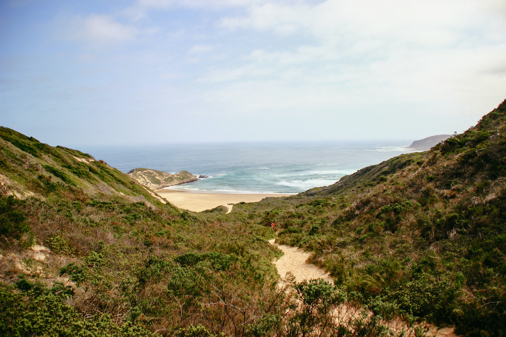 Grüne Dünen mit Blick auf eine Sandbucht