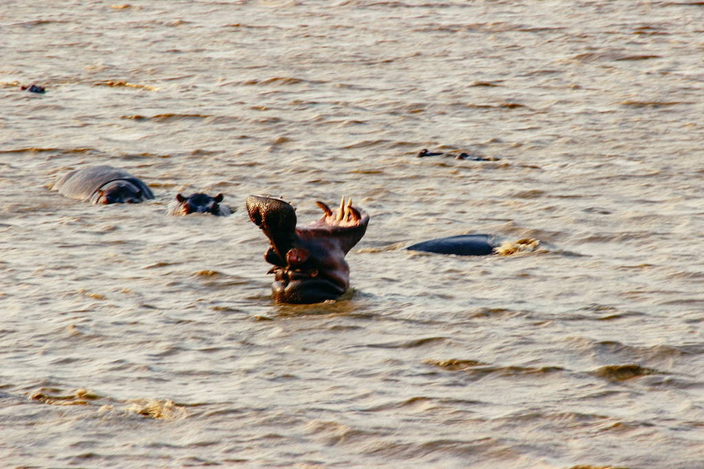 Hippo das mit aufgrissenem Maul aus dem Wasser guckt